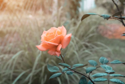 Close-up of pink flowering plant