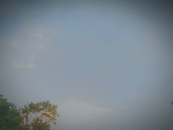 Low angle view of trees against sky