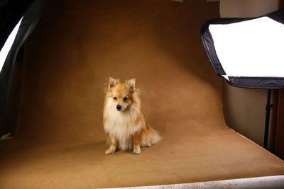 Portrait of dog sitting on wall