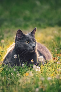 Cat looking away on field