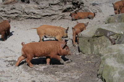 Sheep standing on field