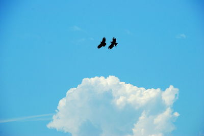 Low angle view of airplane flying in sky