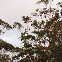 Low angle view of trees against sky