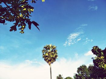 Low angle view of trees against sky