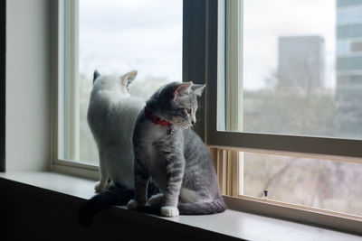 Close-up of dog sitting on window sill at home