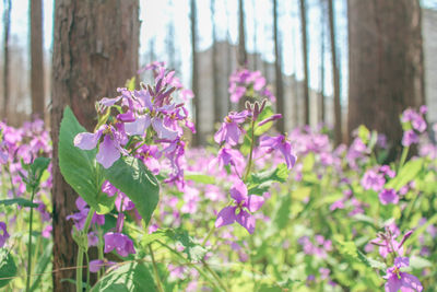 Close-up of pink flowers blooming outdoors