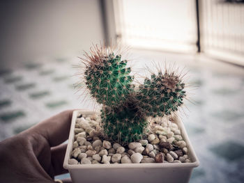 Close-up of hand holding cactus in pot