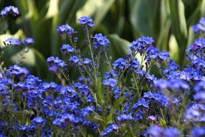 Blue flowers in park