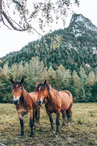 Horses and mountains