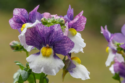 Macro shot of painted plum nemesia flowers in bloom