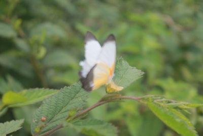 Close-up of white flowering plant