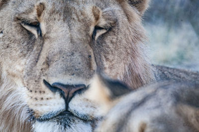 Close-up portrait of a cat