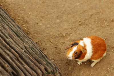 High angle view of a cat lying on wood