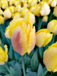 Close-up of yellow flowers