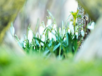 Close-up of fresh green plant