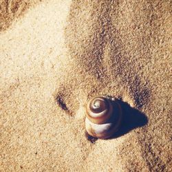 Close-up of shell on sand