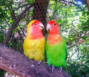 Close-up of parrot perching on tree