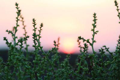 Close-up of flowering plants on field against sky during sunset