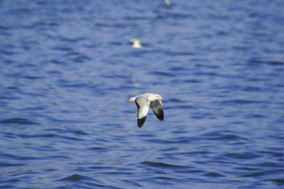 Seagull flying over a sea