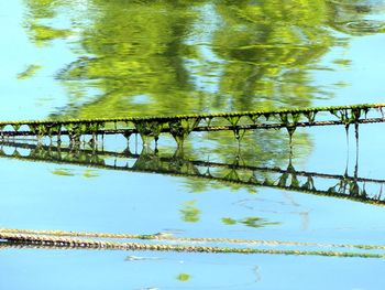 Reflection of trees in lake