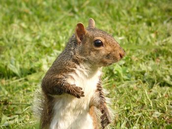 Close-up of squirrel on field