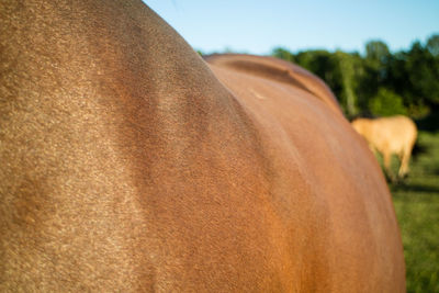 Cropped image of brown horse