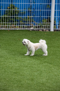 White dog running on grass