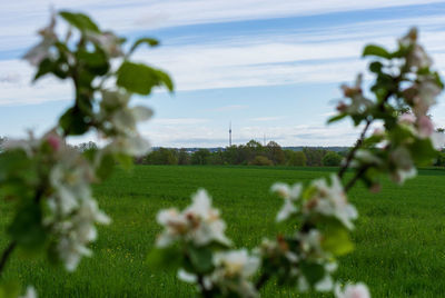 Scenic view of flowering plants on field against sky