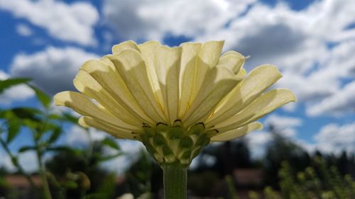 Close-up of flower blooming against sky