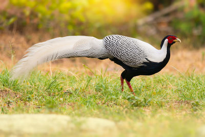 Close-up of bird on field