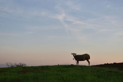 Sheep standing in a field during sunset