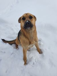 Portrait of dog on snow covered land