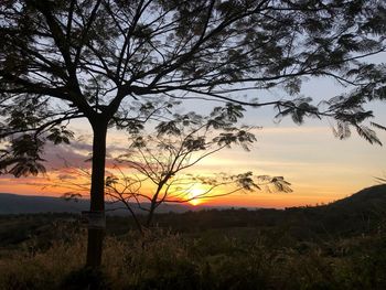 Silhouette trees on field against sky during sunset