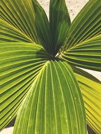 Close-up of palm tree leaves