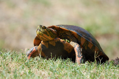 Close-up of a lizard on a field