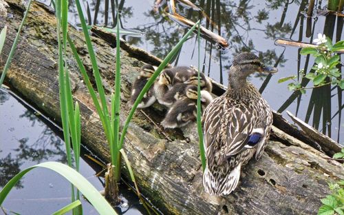 Ducks in a lake