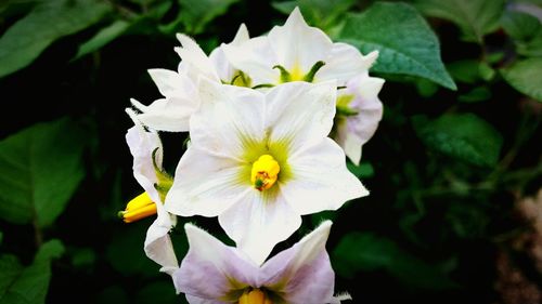 Close-up of white flower blooming outdoors