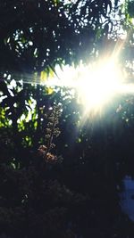 Sunlight streaming through trees in forest