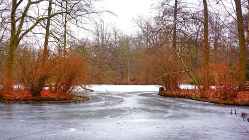 Scenic view of forest during winter