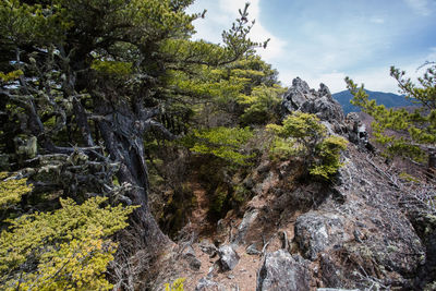 Low angle view of trees growing on rock against sky