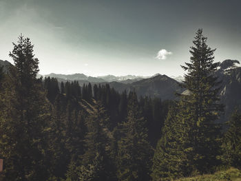 Pine trees in forest against sky