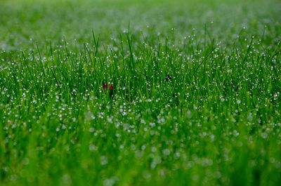 Close-up of grass growing on field