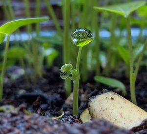 Close-up of plant growing on field