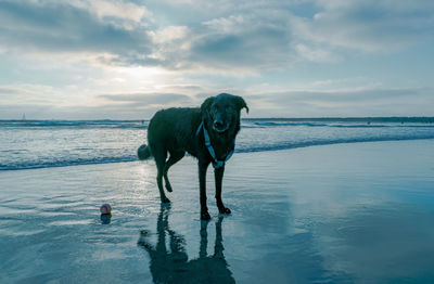 Dog standing on beach against sky