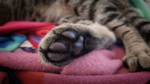 Close-up of a cat sleeping