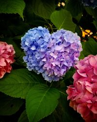 Close-up of pink flowers