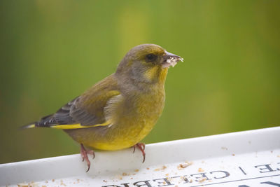 Close-up of bird perching