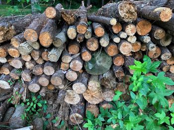 Stack of logs