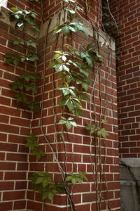 Close-up of ivy on wall