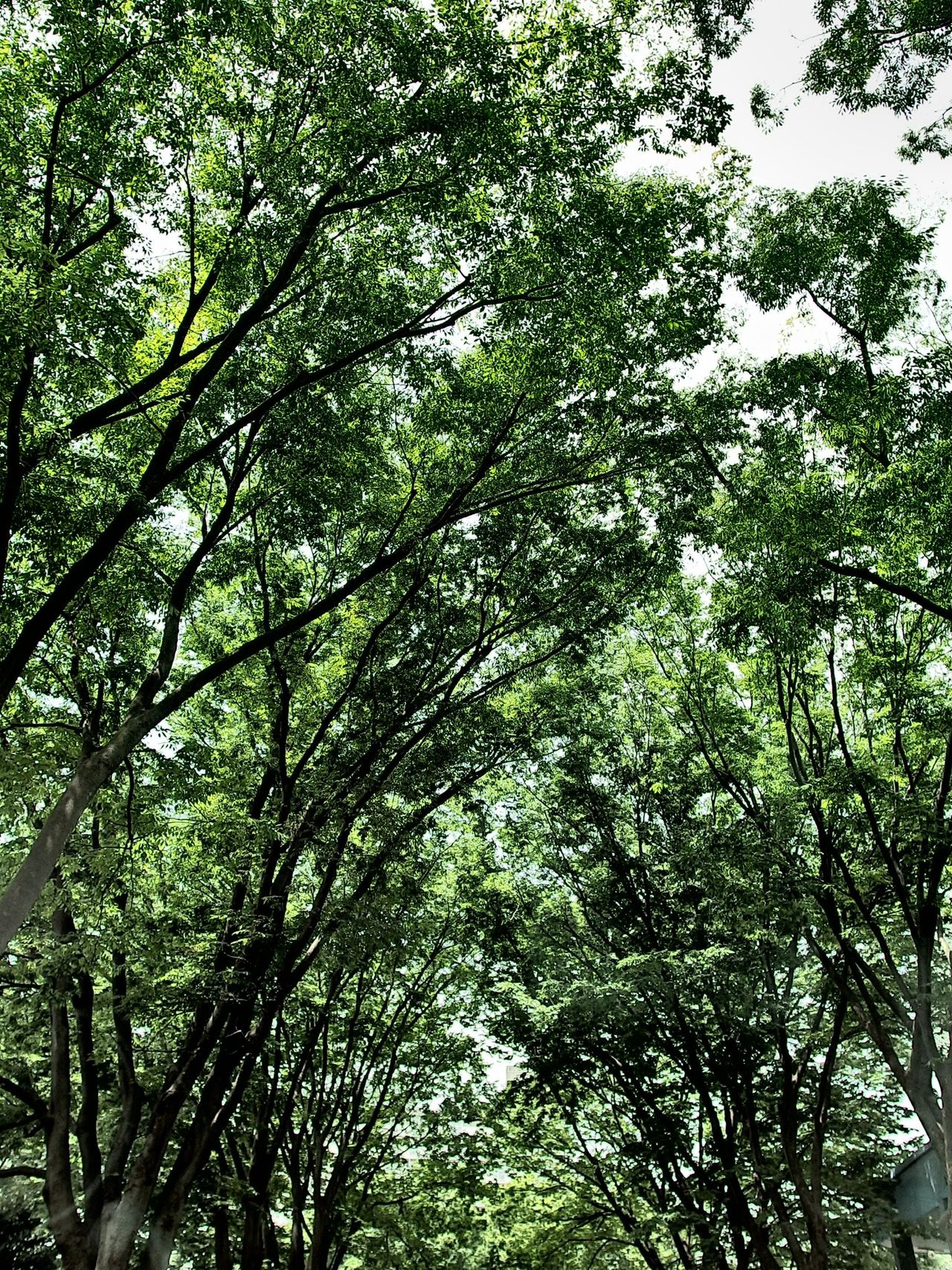 Roadside tree